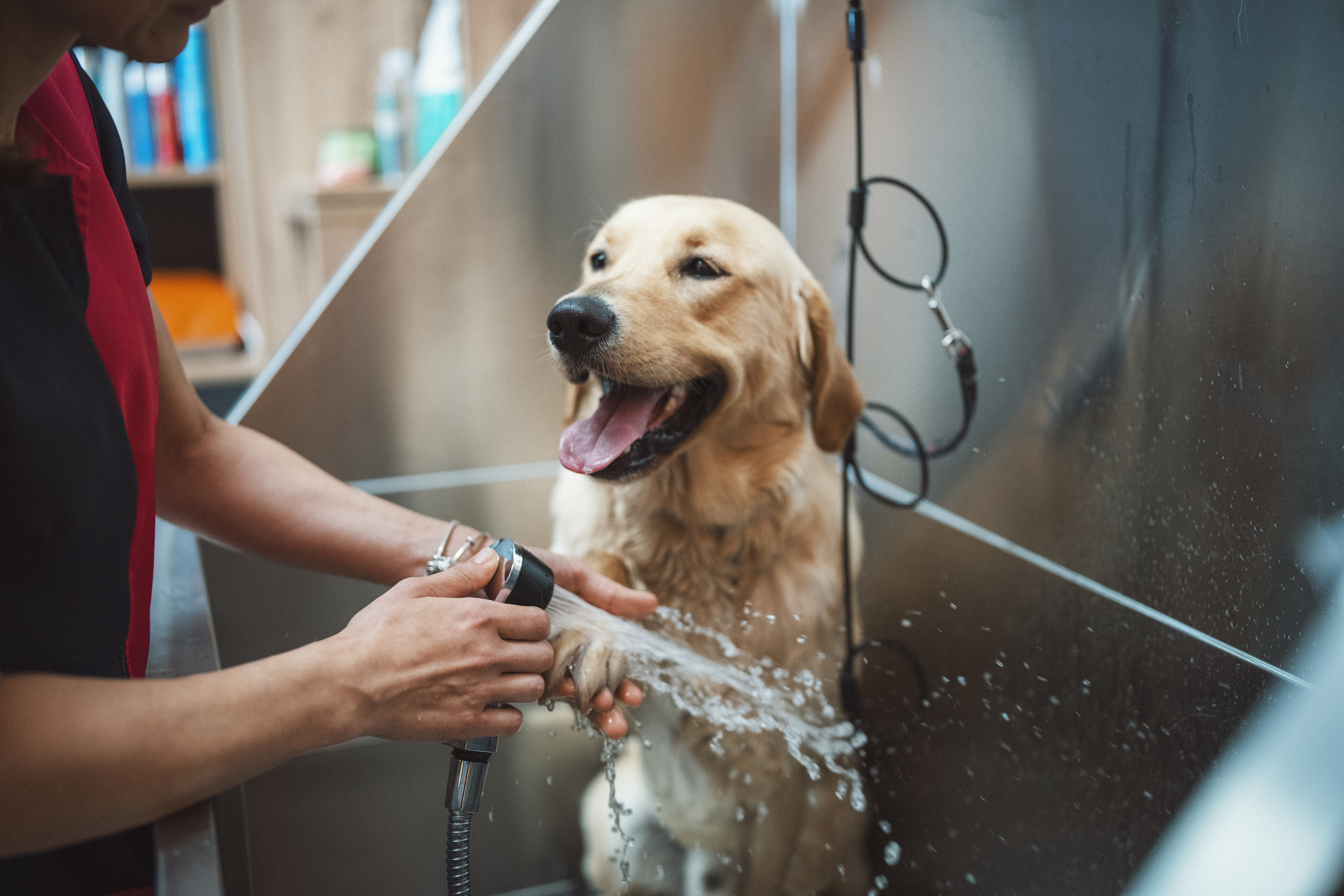 beneficios de tener un Pet Spa en el edificio